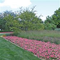 Easy Wave® Rosy Dawn Spreading Petunia Commercial Landscape 2