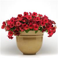 Easy Wave® Berry Velour Spreading Petunia Container