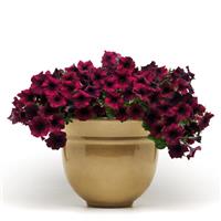 Easy Wave® Burgundy Velour Spreading Petunia Container