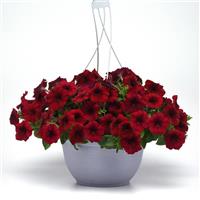 Easy Wave® Red Velour Spreading Petunia Basket