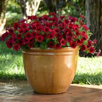 Easy Wave® Red Velour Spreading Petunia Container