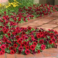 Easy Wave® Red Velour Spreading Petunia Landscape
