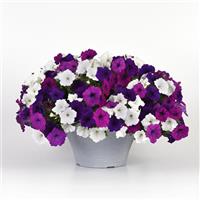 Easy Wave® Great Lakes Mixture Spreading Petunia Container