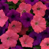 Easy Wave® Opposites Attract Mixture Spreading Petunia Bloom