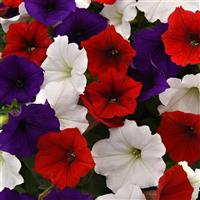 Easy Wave® The Flag Mixture Spreading Petunia Bloom