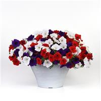 Easy Wave® The Flag Mixture Spreading Petunia Container