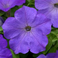 Easy Wave® Lavender Sky Blue Spreading Petunia Bloom