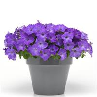 Easy Wave® Lavender Sky Blue Spreading Petunia Container
