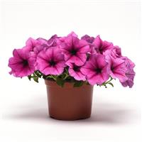 Easy Wave® Rose Fusion Spreading Petunia Container