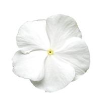 Titan™ Pure White Vinca Bloom