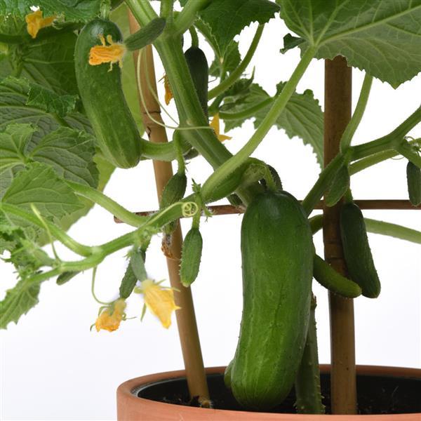 Edible Potted Cucumber Quick Snack Bloom