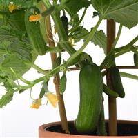 Quick Snack Edible Potted Cucumber Bloom