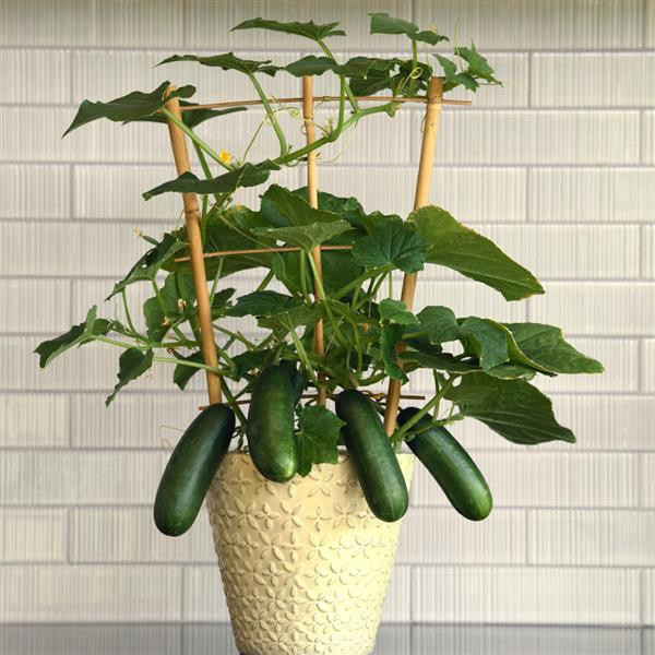 Edible Potted Cucumber Quick Snack Container