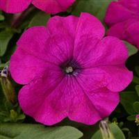 Pretty Flora™ Purple Petunia Bloom