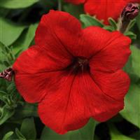 Pretty Flora™ Red Petunia Bloom