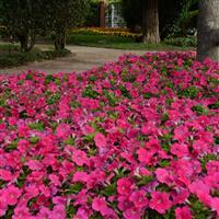 Pretty Flora™ Rose Petunia Landscape