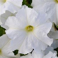 Pretty Flora™ White Petunia Bloom