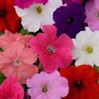 Pretty Flora™ Formula Mixture Petunia Bloom