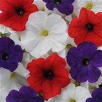 Pretty Flora™ Flag Mixture Petunia Bloom