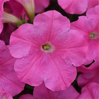 E3 Easy Wave® Pink Spreading Petunia Bloom