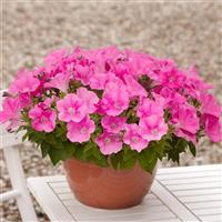 E3 Easy Wave® Pink Spreading Petunia Container