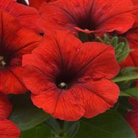 E3 Easy Wave® Red Spreading Petunia Bloom