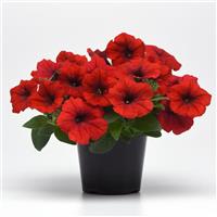 E3 Easy Wave® Red Spreading Petunia Container