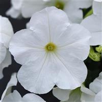 E3 Easy Wave® White Spreading Petunia Bloom