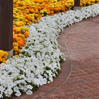 E3 Easy Wave® White Spreading Petunia Landscape