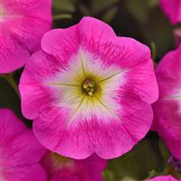 E3 Easy Wave® Rose Morn Spreading Petunia Bloom