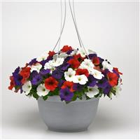 E3 Easy Wave® Red White and Blue Mixture Spreading Petunia Basket