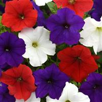 E3 Easy Wave® Red White and Blue Mixture Spreading Petunia Bloom