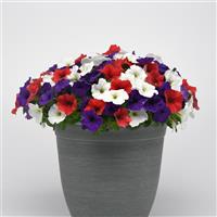 E3 Easy Wave® Red White and Blue Mixture Spreading Petunia Container