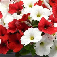 E3 Easy Wave® Peppermint Mixture Spreading Petunia Bloom