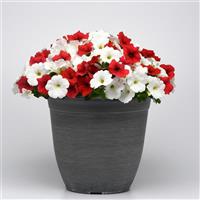 E3 Easy Wave® Peppermint Mixture Spreading Petunia Container