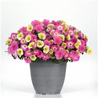 E3 Easy Wave® Sweet Taffy Mixture Spreading Petunia Container