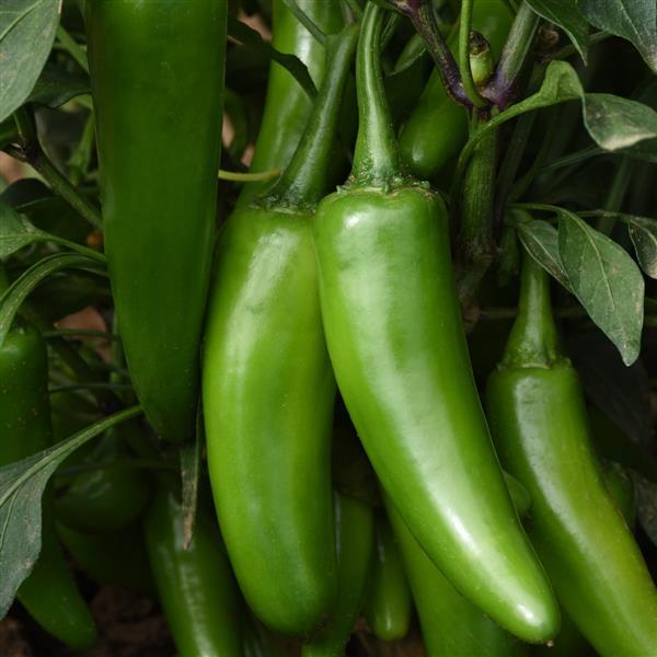 Pepper Pot-a-peño Bloom