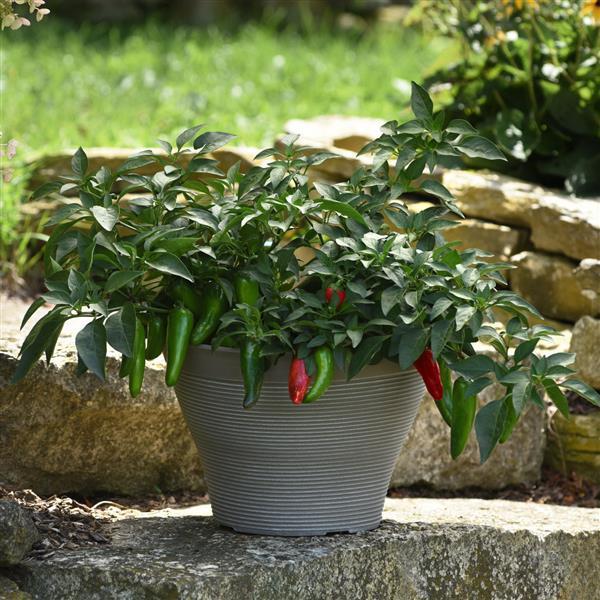 Pepper Pot-a-peño Container