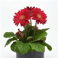 ColorBloom™ Deep Rose with Light Eye Gerbera Container
