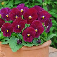 Sorbet® Carmine Rose Viola Container