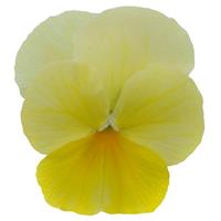 Sorbet® Lemon Chiffon Viola Bloom