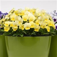 Sorbet® Lemon Chiffon Viola Container
