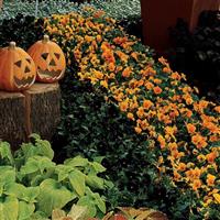 Sorbet® Black Delight Viola Commercial Landscape 1