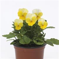 Sorbet® Yellow Beacon Viola Container