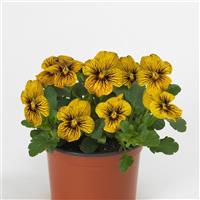 Sorbet® Tiger Eye Viola Container