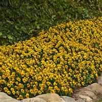 Sorbet® Tiger Eye Viola Landscape