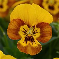 Sorbet® Honeybee Viola Bloom
