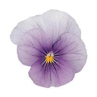 Sorbet® Icy Blue Viola Bloom