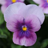 Sorbet® Orchid Rose Beacon Viola Bloom