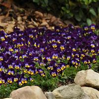 Sorbet® Midnight Glow Viola Landscape